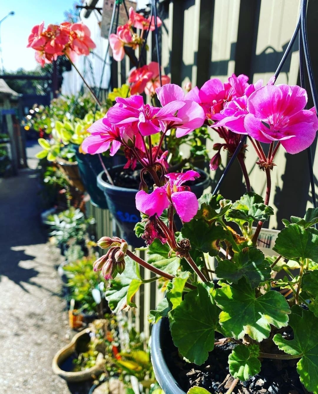Pink geraniums in hanging baskets