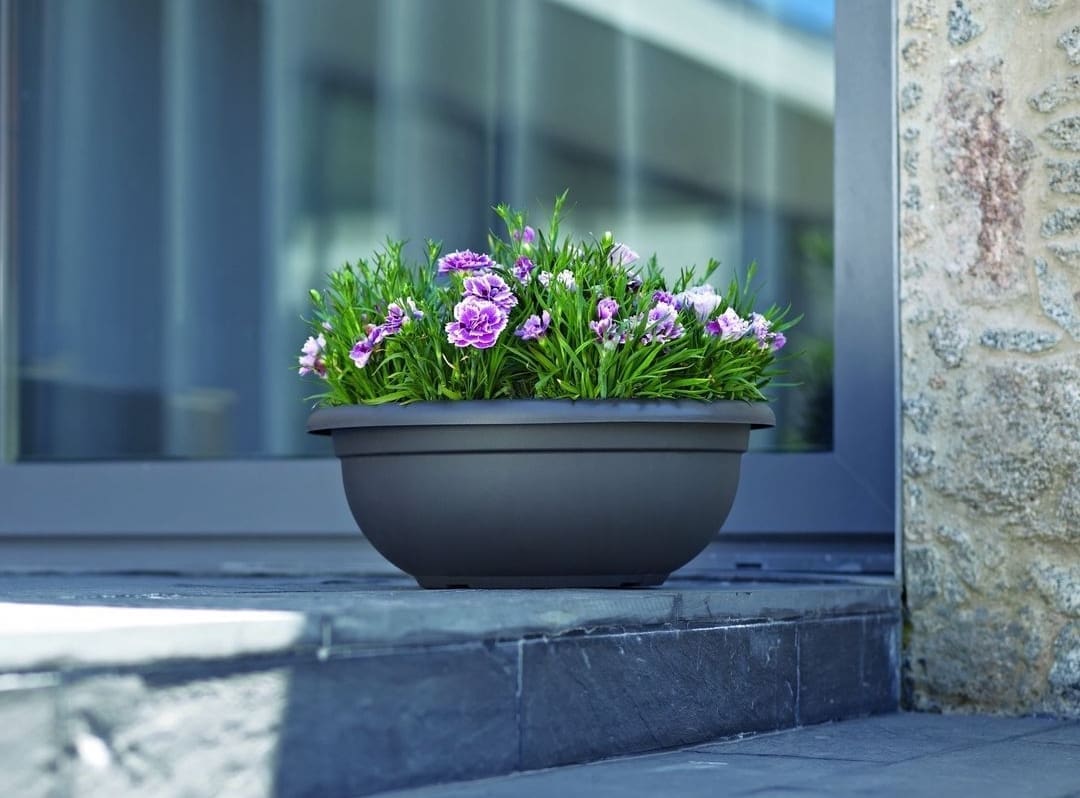 Potted colour on steps