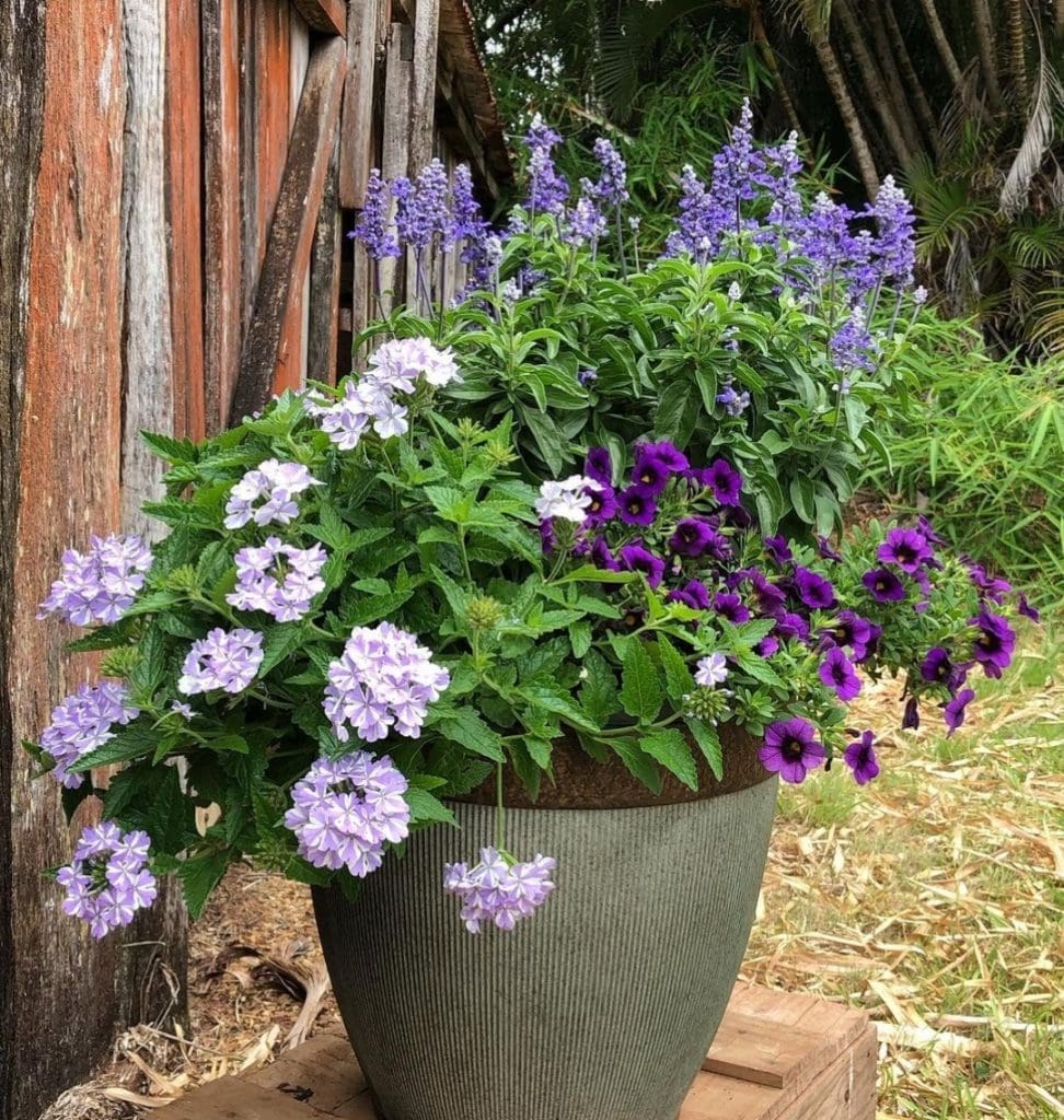 Thrills fills and spills pot plant in purples
