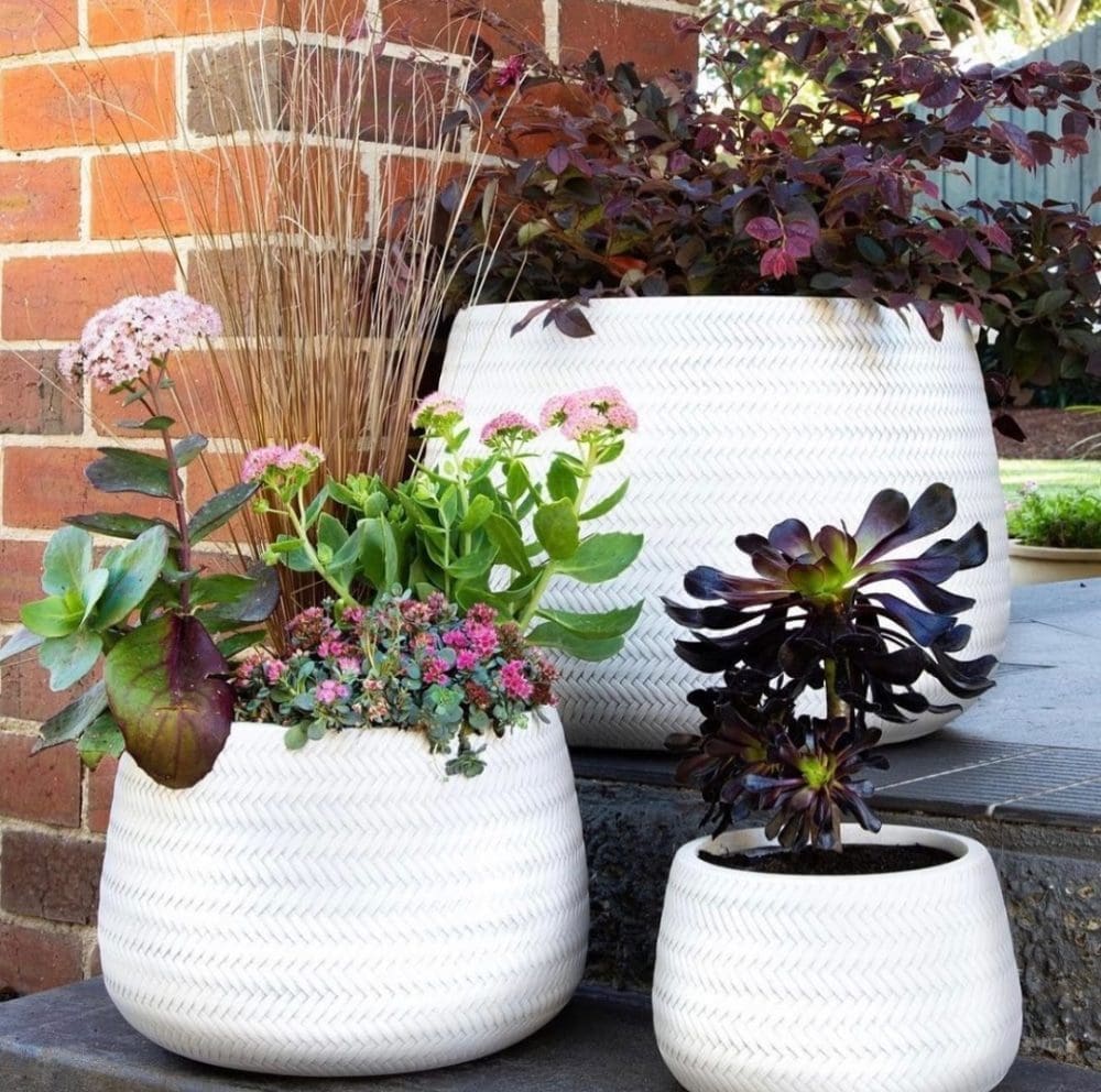 Trio of potted plants