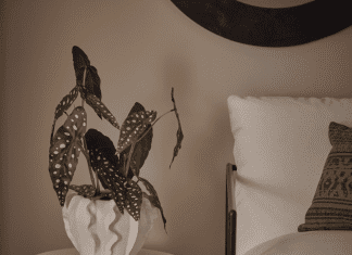Freedom spotted indoor plant