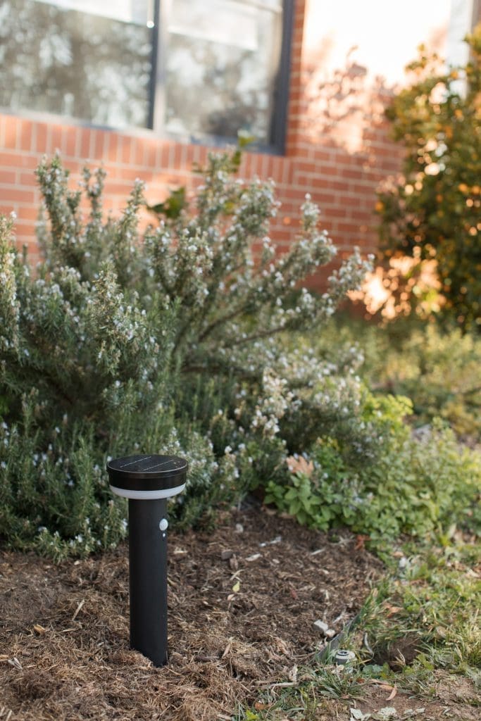 Mulch garden for healthy plants