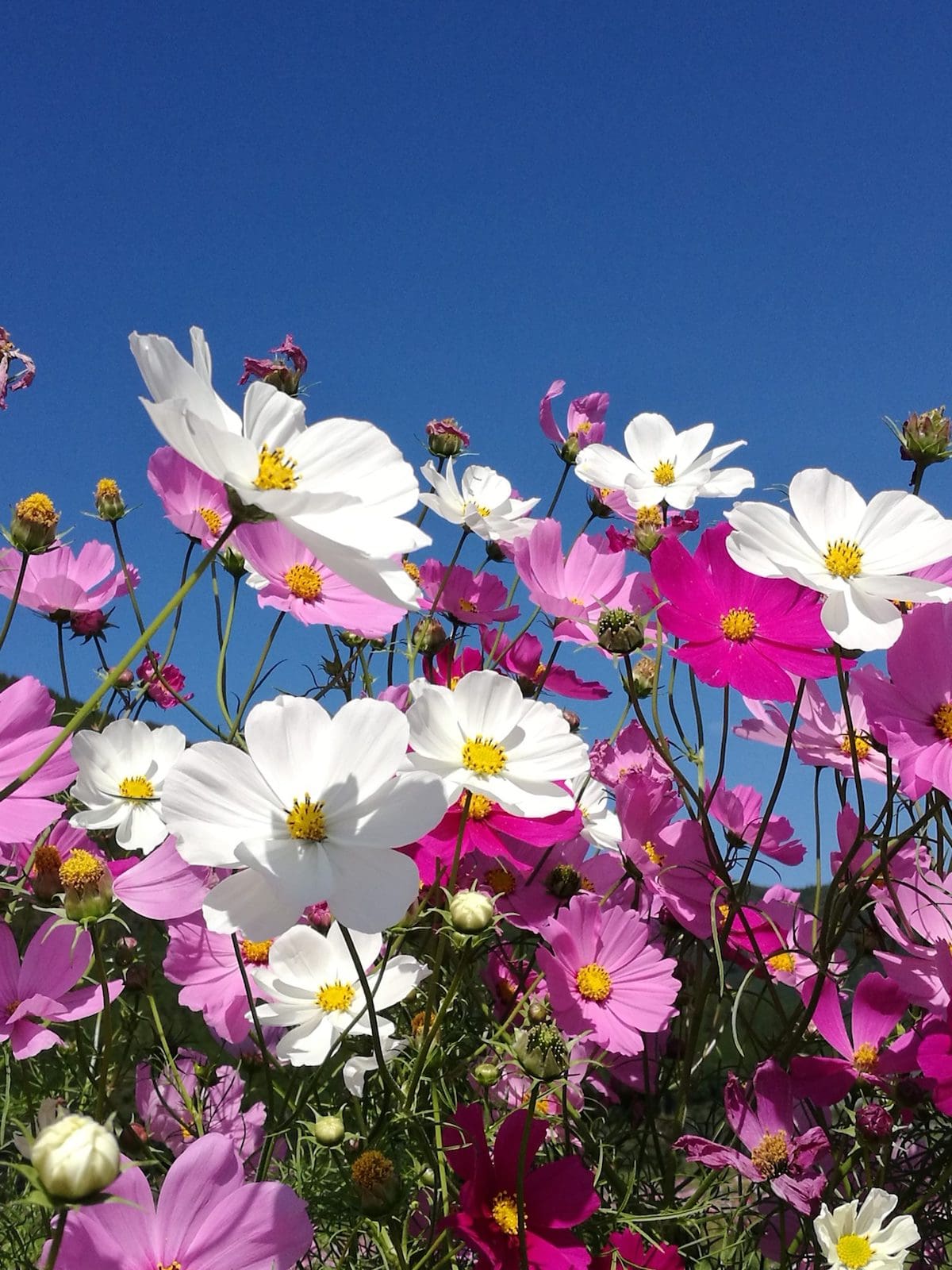 Cosmos flowers