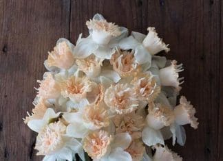 Heirloom daffodils