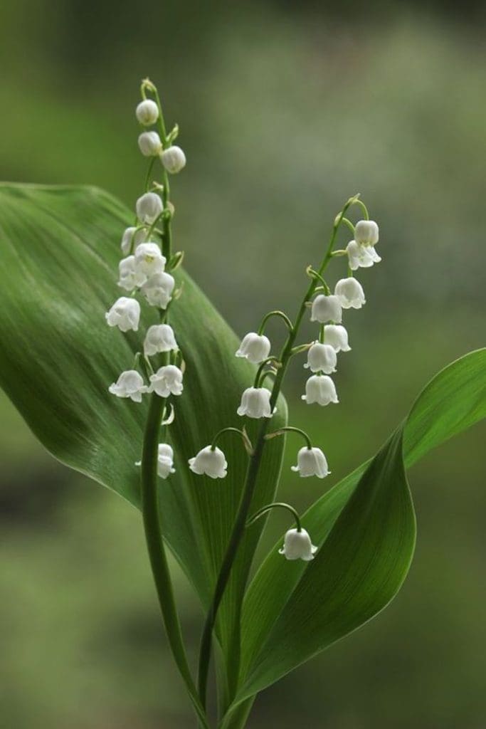 Lily of the Valley