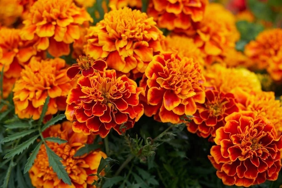 Marigold flower