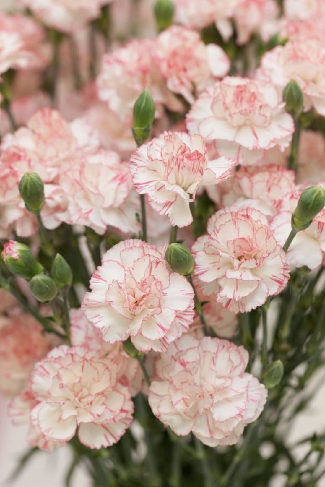 Pink and white carnations
