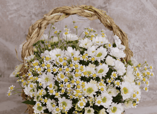 Basket of daisies