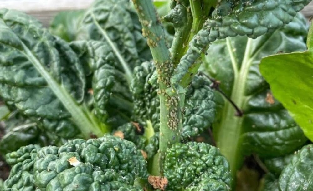 Aphids on plants