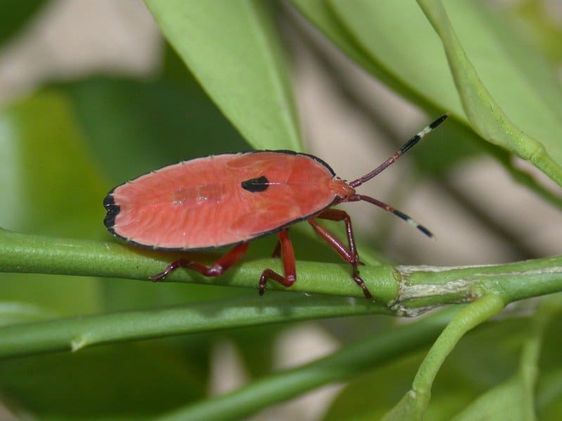 Bronze orange bug