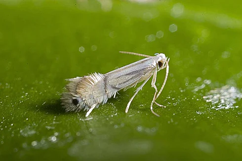 Citrus leaf minor