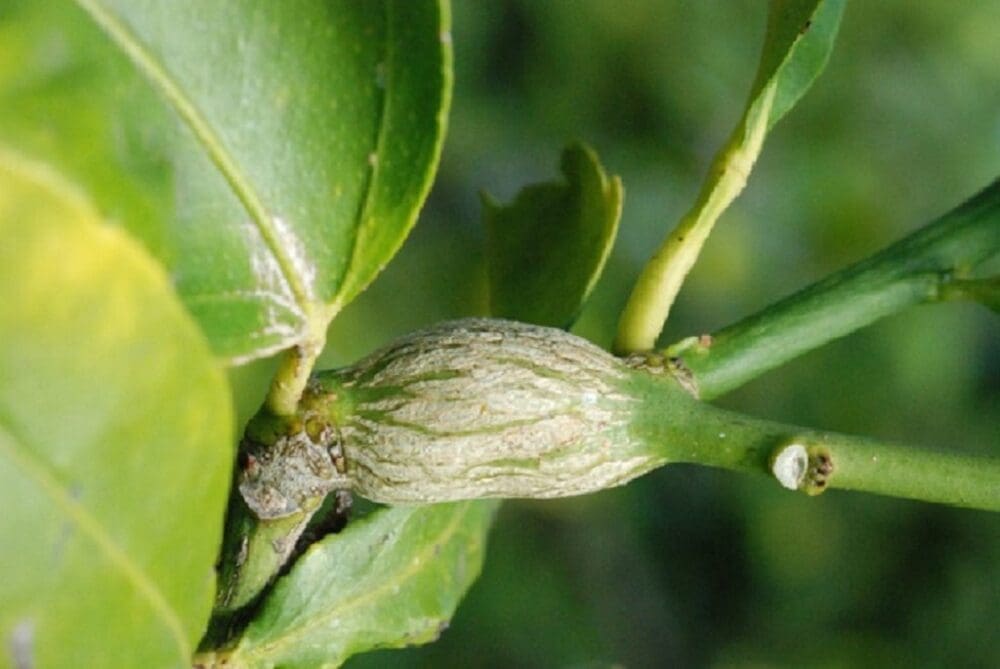 Fresh gall on citrus tree