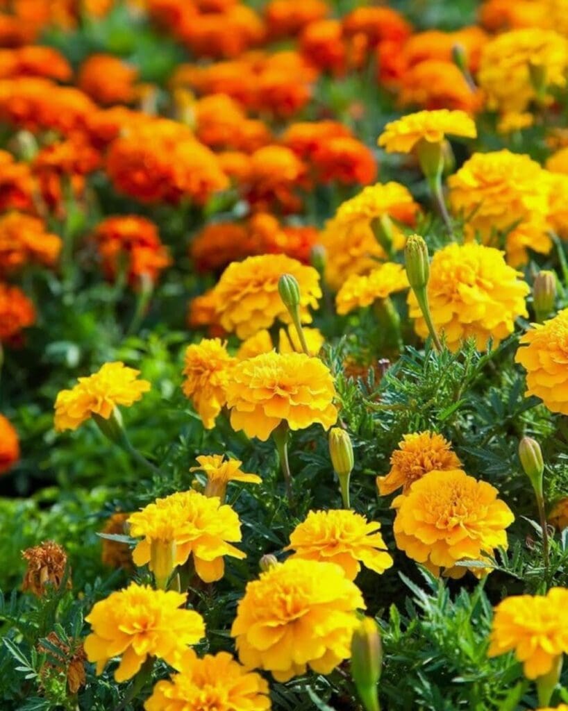 Marigolds