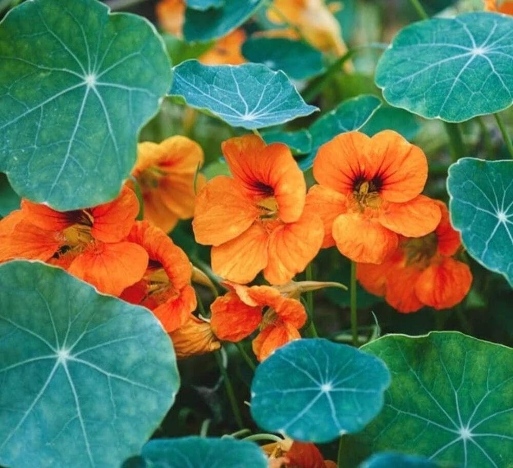 nasturtium flowers in garden bed