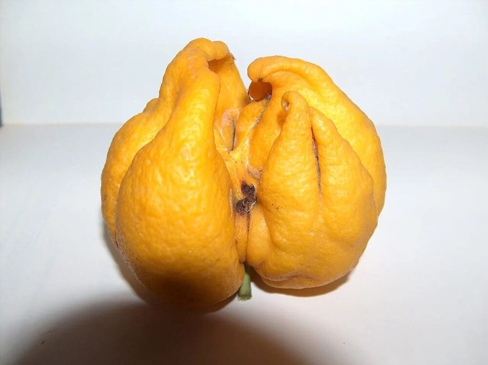 Citrus budmite affected fruit