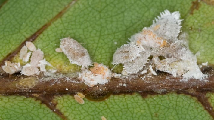 Citrus mealy bugs