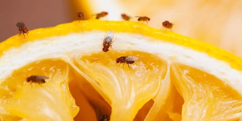 Fruit fly on lemon