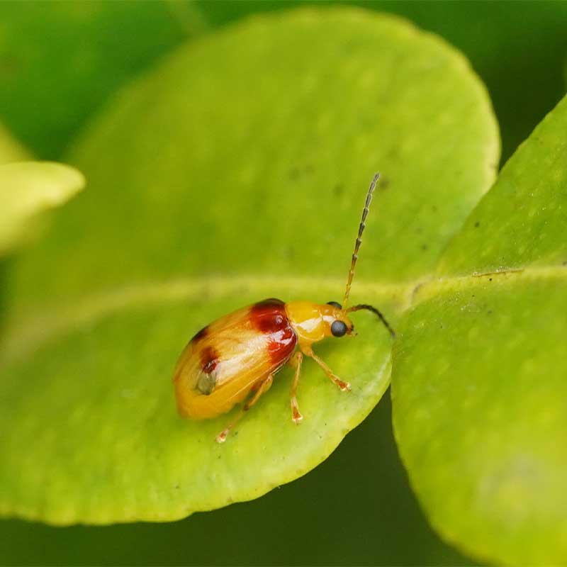 Red-shouldered leaf beetle