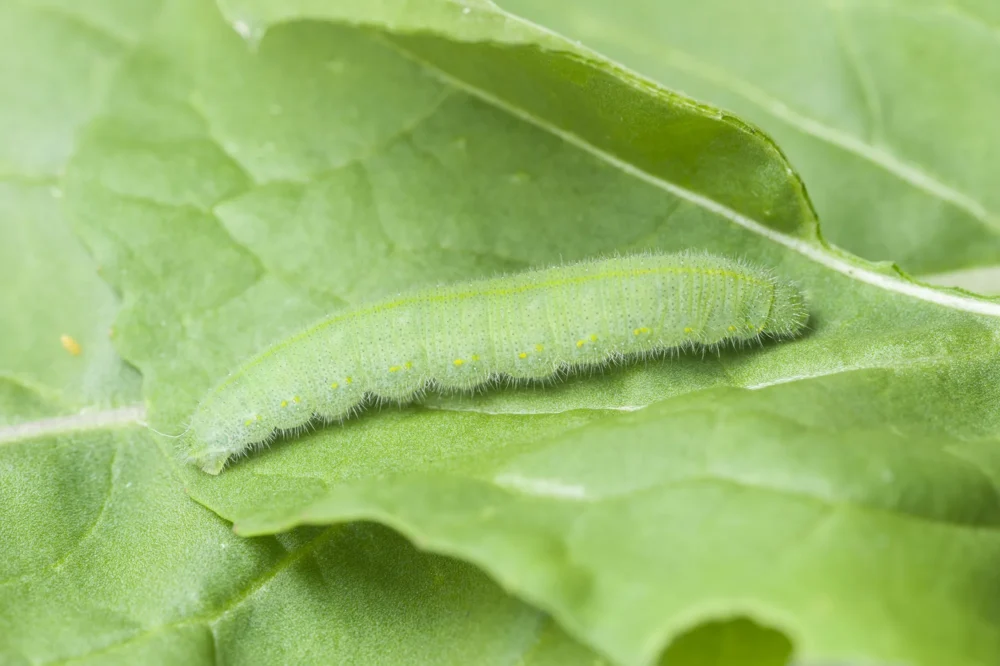 Caterpillar on leaf