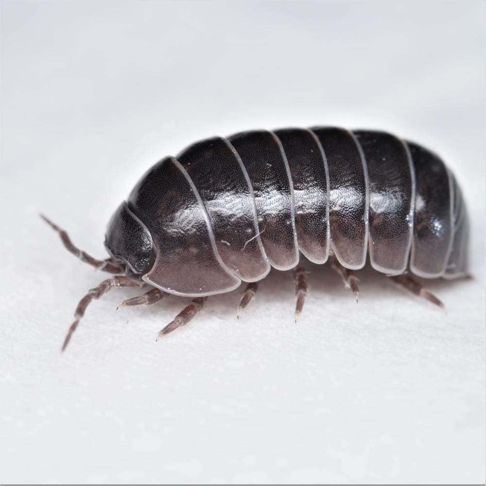 slater beetle pill bug