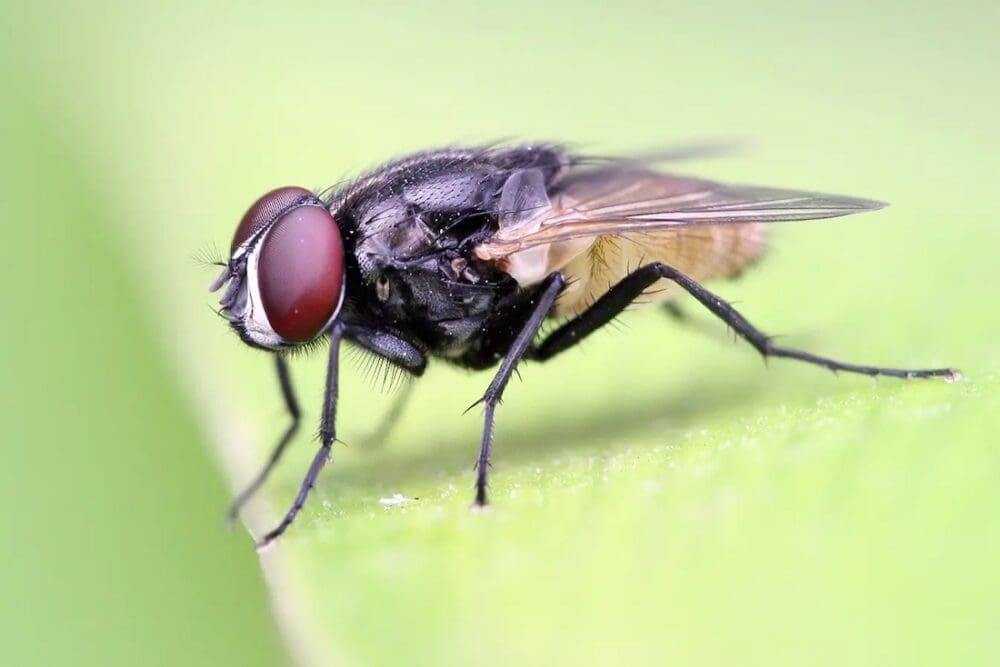 Common House Fly on a leaf