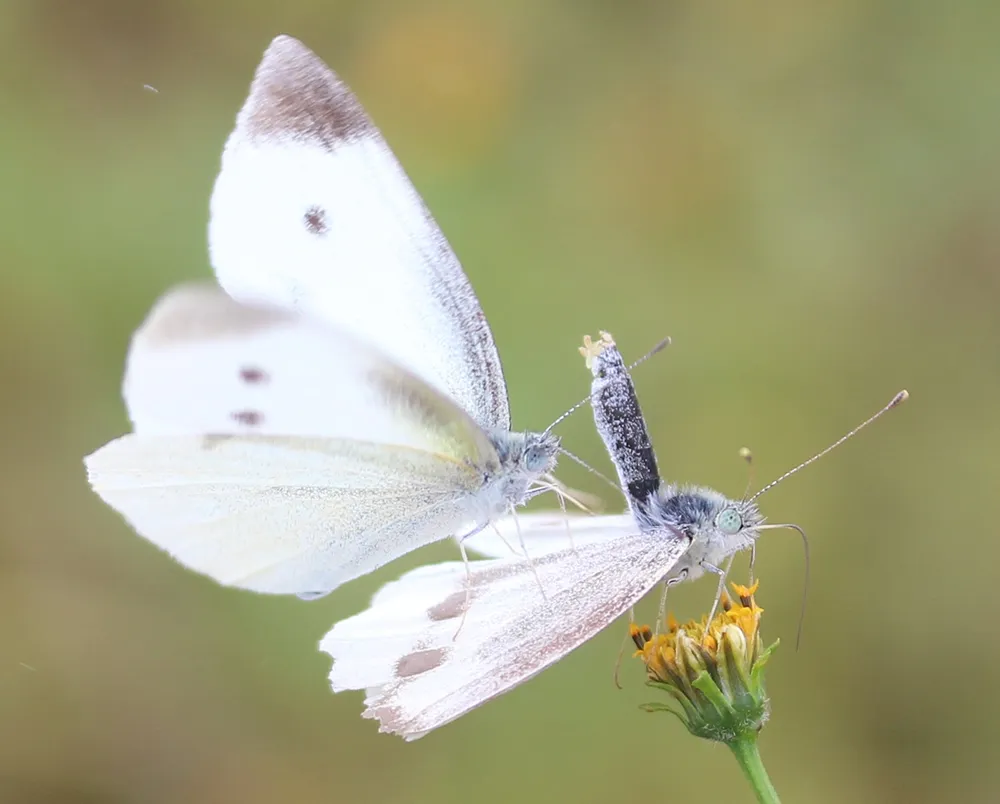 Pieris rapae white cabbage moth