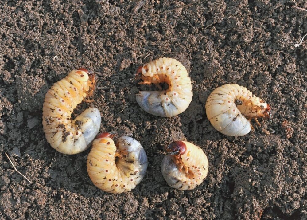 White grub worms